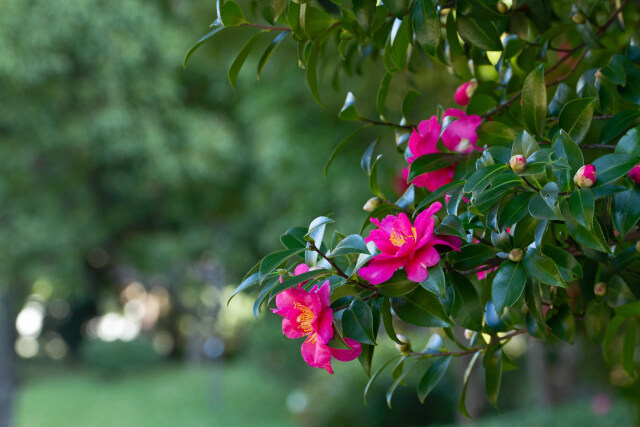 山茶花