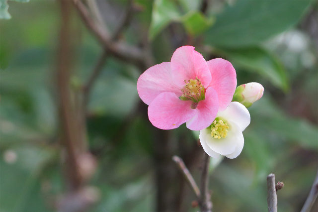 木瓜の花