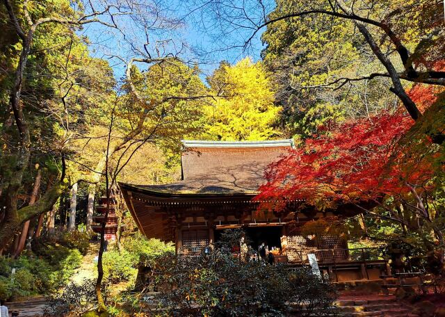 室生寺紅葉