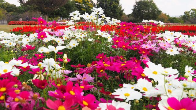 馬見丘陵公園のコスモス