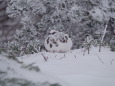 燕岳の雄雷鳥2