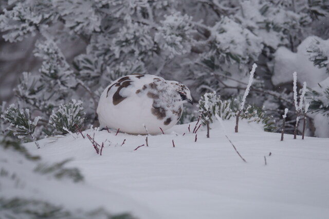 燕岳の雄雷鳥3