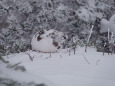 燕岳の雄雷鳥3