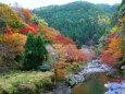 京都高雄紅葉