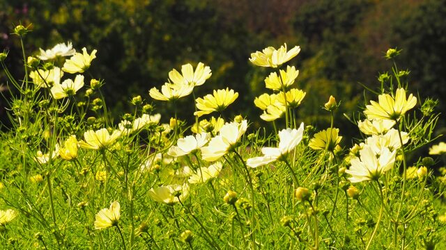 越後丘陵公園のコスモス