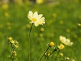 越後丘陵公園のコスモス