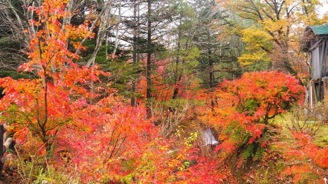 雲場池の紅葉