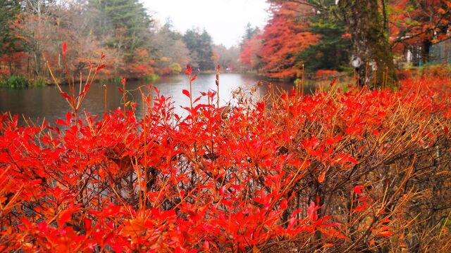 雲場池の紅葉