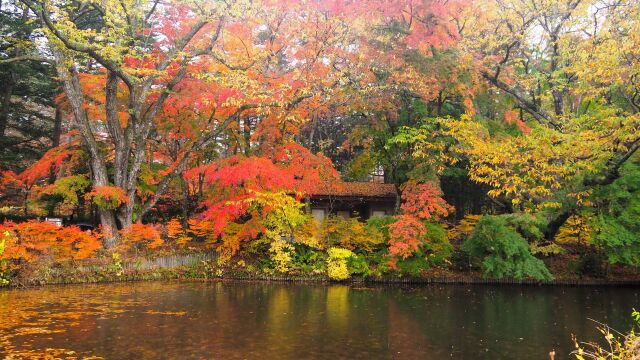 雲場池の紅葉