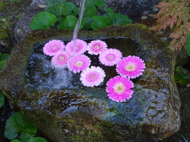 可愛いお手水の花