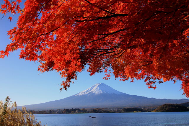 河口湖の紅葉