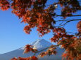 もみじの中に富士山