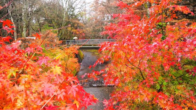 雲場池の紅葉