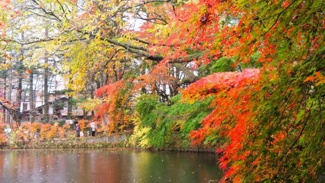 雲場池の紅葉