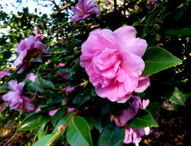 山茶花咲いて