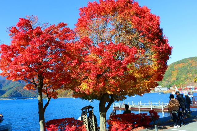 河口湖紅葉