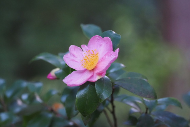 山茶花