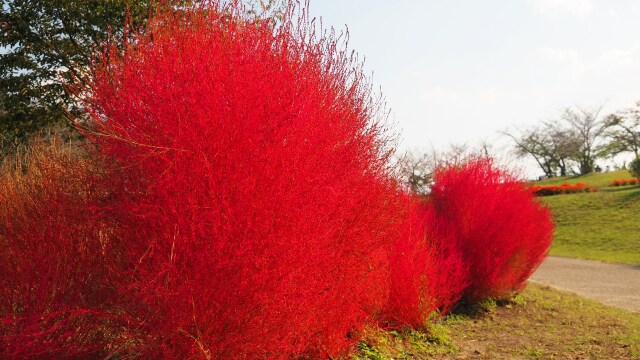 馬見丘陵公園のコキア