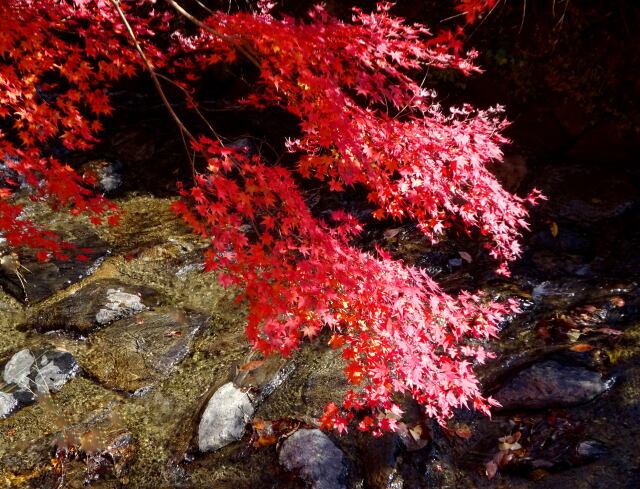 渓流に輝く紅葉