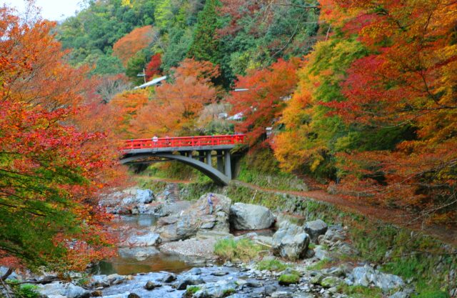 京都高雄紅葉