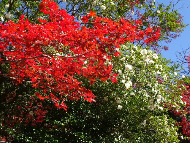 山里に咲いている紅葉と山茶花