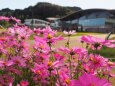 越後丘陵公園のコスモス