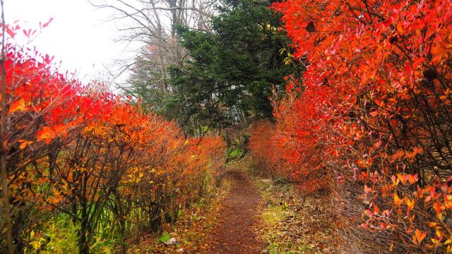 雲場池の紅葉