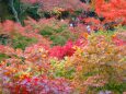 東福寺紅葉