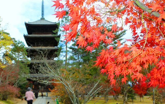 仁和寺紅葉