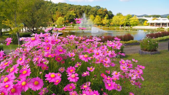 越後丘陵公園のコスモス