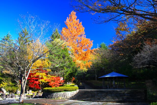 鈴川公園 沼の辺の森