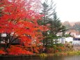 雲場池の紅葉