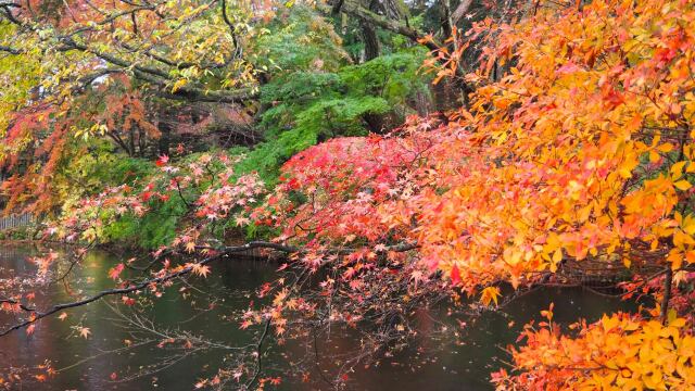 雲場池の紅葉