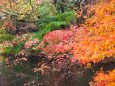 雲場池の紅葉