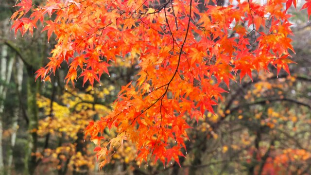 雲場池の紅葉