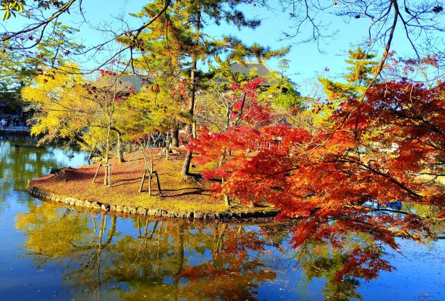 奈良公園紅葉