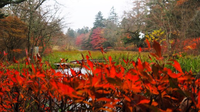 雲場池の紅葉