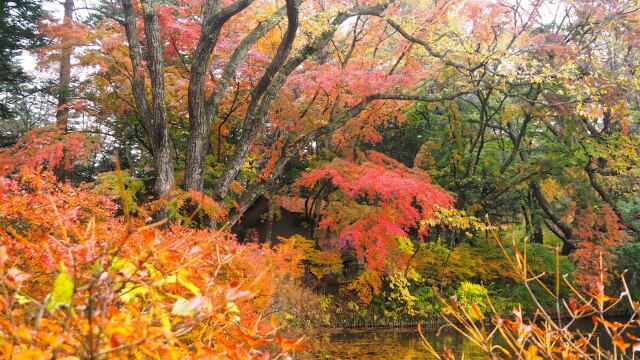 雲場池の紅葉