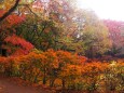 雲場池の紅葉