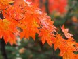 雲場池の紅葉