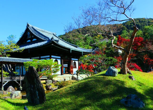 高台寺紅葉