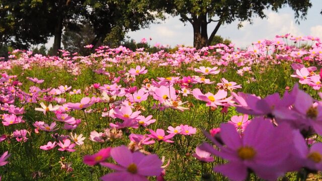 馬見丘陵公園のコスモス