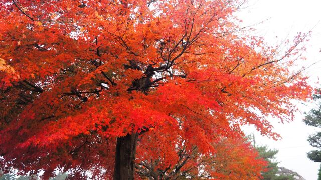 軽井沢の紅葉