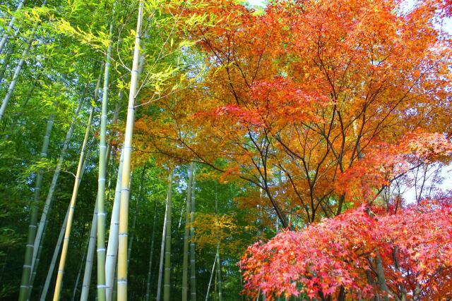 京都嵯峨野紅葉