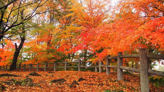 小諸城址公園の紅葉