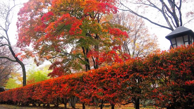 小諸城址公園の紅葉