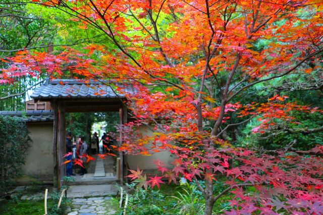 直指庵紅葉