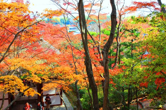 常寂光寺紅葉