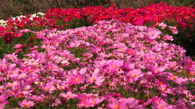 馬見丘陵公園のコスモス