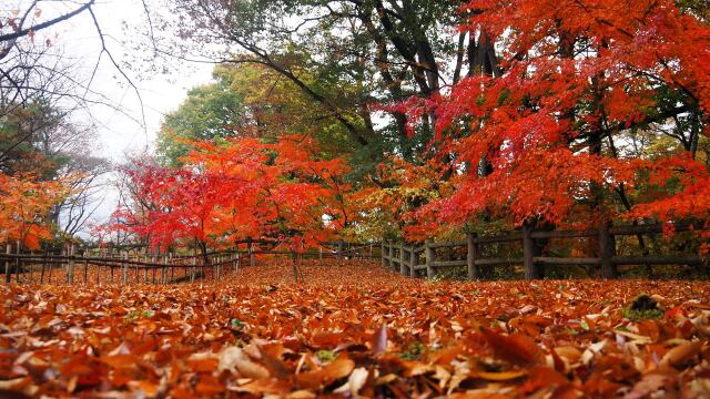 小諸城址公園の紅葉